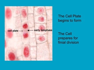 The Cell Plate
begins to form
The Cell
prepares for
finial division
 