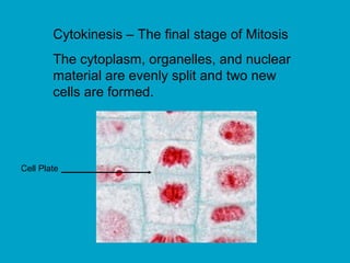 Cytokinesis – The final stage of Mitosis
The cytoplasm, organelles, and nuclear
material are evenly split and two new
cells are formed.
Cell Plate
 