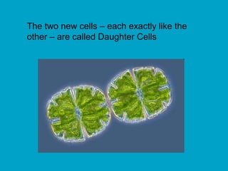 The two new cells – each exactly like the
other – are called Daughter Cells
 