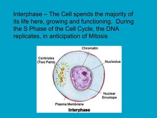 Interphase – The Cell spends the majority of
its life here, growing and functioning. During
the S Phase of the Cell Cycle, the DNA
replicates, in anticipation of Mitosis
 