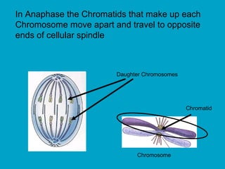 In Anaphase the Chromatids that make up each
Chromosome move apart and travel to opposite
ends of cellular spindle
Daughter Chromosomes
Chromosome
Chromatid
 