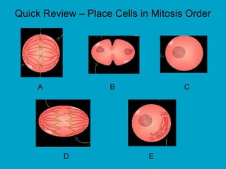A B C
D E
Quick Review – Place Cells in Mitosis Order
 