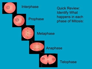 Quick Review:
Identify What
happens in each
phase of Mitosis:
Prophase
Metaphase
Anaphase
Telophase
Interphase
 