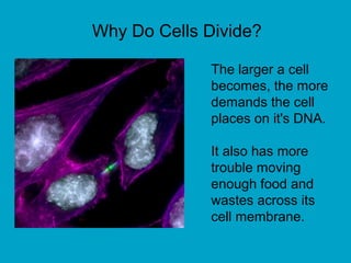 Why Do Cells Divide?
The larger a cell
becomes, the more
demands the cell
places on it's DNA.
It also has more
trouble moving
enough food and
wastes across its
cell membrane.
 