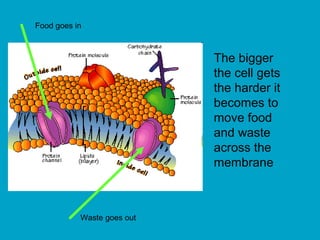 The bigger
the cell gets
the harder it
becomes to
move food
and waste
across the
membrane
Food goes in
Waste goes out
 