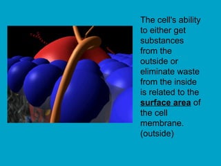 The cell's ability
to either get
substances
from the
outside or
eliminate waste
from the inside
is related to the
surface area of
the cell
membrane.
(outside)
 
