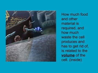 How much food
and other
material is
required, and
how much
waste the cell
produces and
has to get rid of,
is related to the
volume of the
cell. (inside)
 