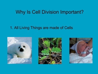 Why Is Cell Division Important?
1. All Living Things are made of Cells
 