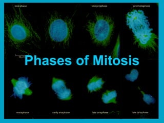 Phases of Mitosis
 