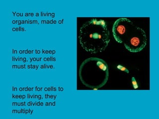 You are a living
organism, made of
cells.
In order to keep
living, your cells
must stay alive.
In order for cells to
keep living, they
must divide and
multiply
 
