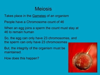 Meiosis
Takes place in the Gametes of an organism
People have a Chromosome count of 46
When an egg joins a sperm the count must stay at
46 to remain human
So, the egg can only have 23 chromosomes, and
the sperm can only have 23 chromosomes
But, the integrity of the organism must be
maintained.
How does this happen?
 
