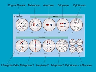 Original Gamete Metaphase Anaphase Telophase Cytokinesis
2 Daughter Cells Metaphase 2 Anaphase 2 Telophase 2 Cytokinesis – 4 Gametes
 