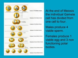 At the end of Meiosis
the individual Gamete
cell has divided from
one cell to four.
Males produce 4
viable sperm.
Females produce 1
viable egg and 3 non
functioning polar
bodies.
 