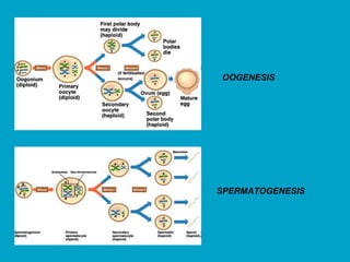 SPERMATOGENESIS
OOGENESIS
 