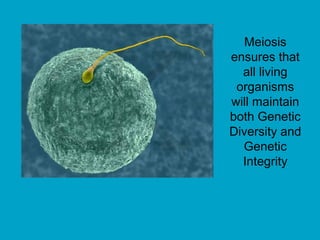 Meiosis
ensures that
all living
organisms
will maintain
both Genetic
Diversity and
Genetic
Integrity
 