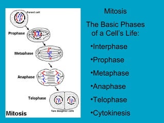 Mitosis
The Basic Phases
of a Cell’s Life:
•Interphase
•Prophase
•Metaphase
•Anaphase
•Telophase
•Cytokinesis
 