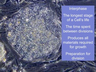Interphase
The longest stage
of a Cell’s life
The time spent
between divisions
Produces all
materials required
for growth
Preparation for
division
 