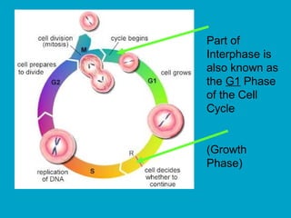 Part of
Interphase is
also known as
the G1 Phase
of the Cell
Cycle
(Growth
Phase)
 