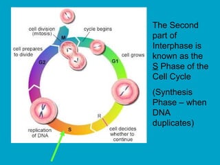 The Second
part of
Interphase is
known as the
S Phase of the
Cell Cycle
(Synthesis
Phase – when
DNA
duplicates)
 