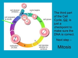 The third part
of the Cell
Cycle, G2, is
just a
checkpoint to
make sure the
DNA is correct.
Next step –
Mitosis
 