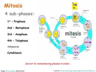 Cell Division | PPT