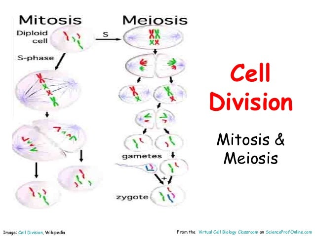 cell replication diagram free download wiring diagrams venn diagram meiosis and mitosis