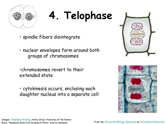Featured image of post Onion Cell Phases Labeled