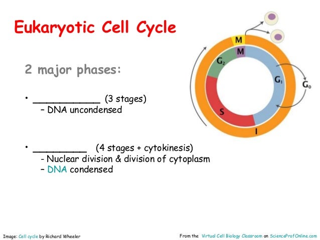 cycle the is of regulated timing cell how Cell Division cycle the is of regulated timing cell how Cell Division