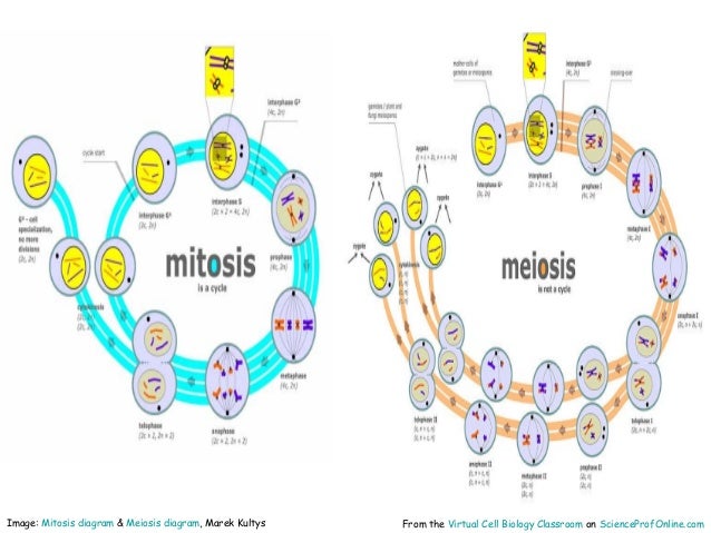Animal Cell Diagram Mcgraw Hill