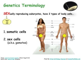 Cell division-mitosis-meiosis-biology-lecture-power point-vcb-cct | PPT