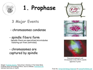 Cell division-mitosis-meiosis-biology-lecture-power point-vcb-cct | PPTX