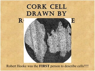 Cork Cell Drawn by Robert Hooke Robert Hooke was the  FIRST  person to describe cells!!!! 