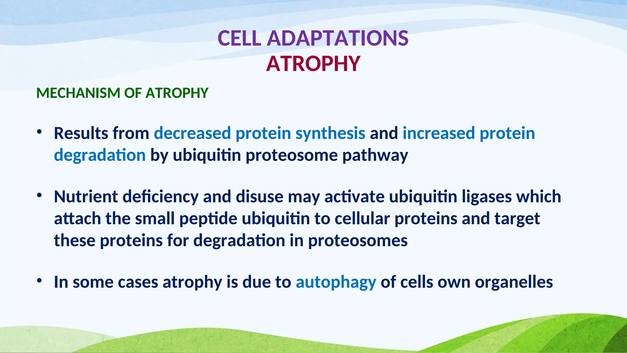 CELL ADAPTATIONS
ATROPHY
MECHANISM OF ATROPHY
• Results from decreased protein synthesis and increased protein
degradation by ubiquitin proteosome pathway
• Nutrient deficiency and disuse may activate ubiquitin ligases which
attach the small peptide ubiquitin to cellular proteins and target
these proteins for degradation in proteosomes
• In some cases atrophy is due to autophagy of cells own organelles
 