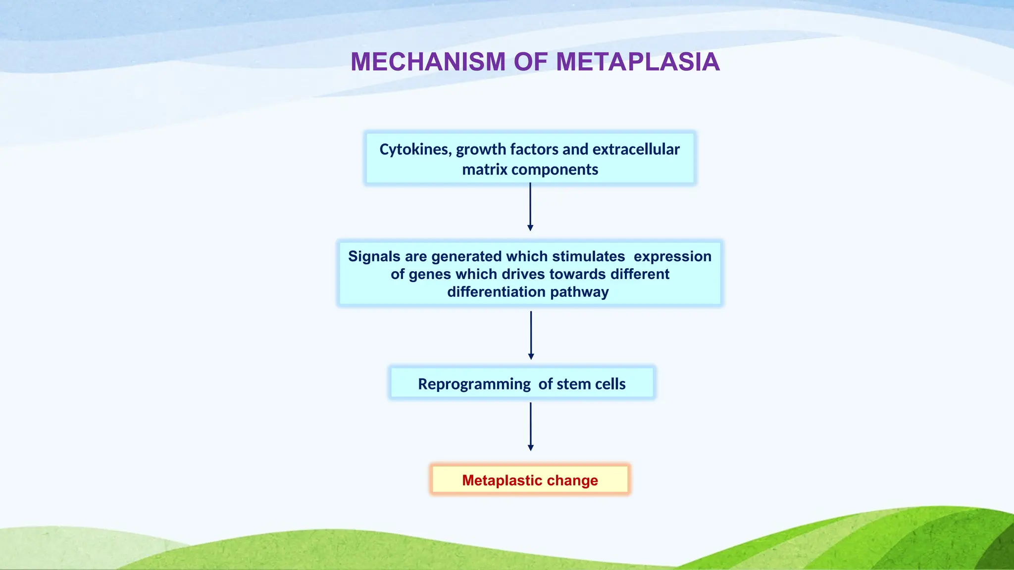 Cytokines, growth factors and extracellular
matrix components
Signals are generated which stimulates expression
of genes which drives towards different
differentiation pathway
Reprogramming of stem cells
Metaplastic change
MECHANISM OF METAPLASIA
 