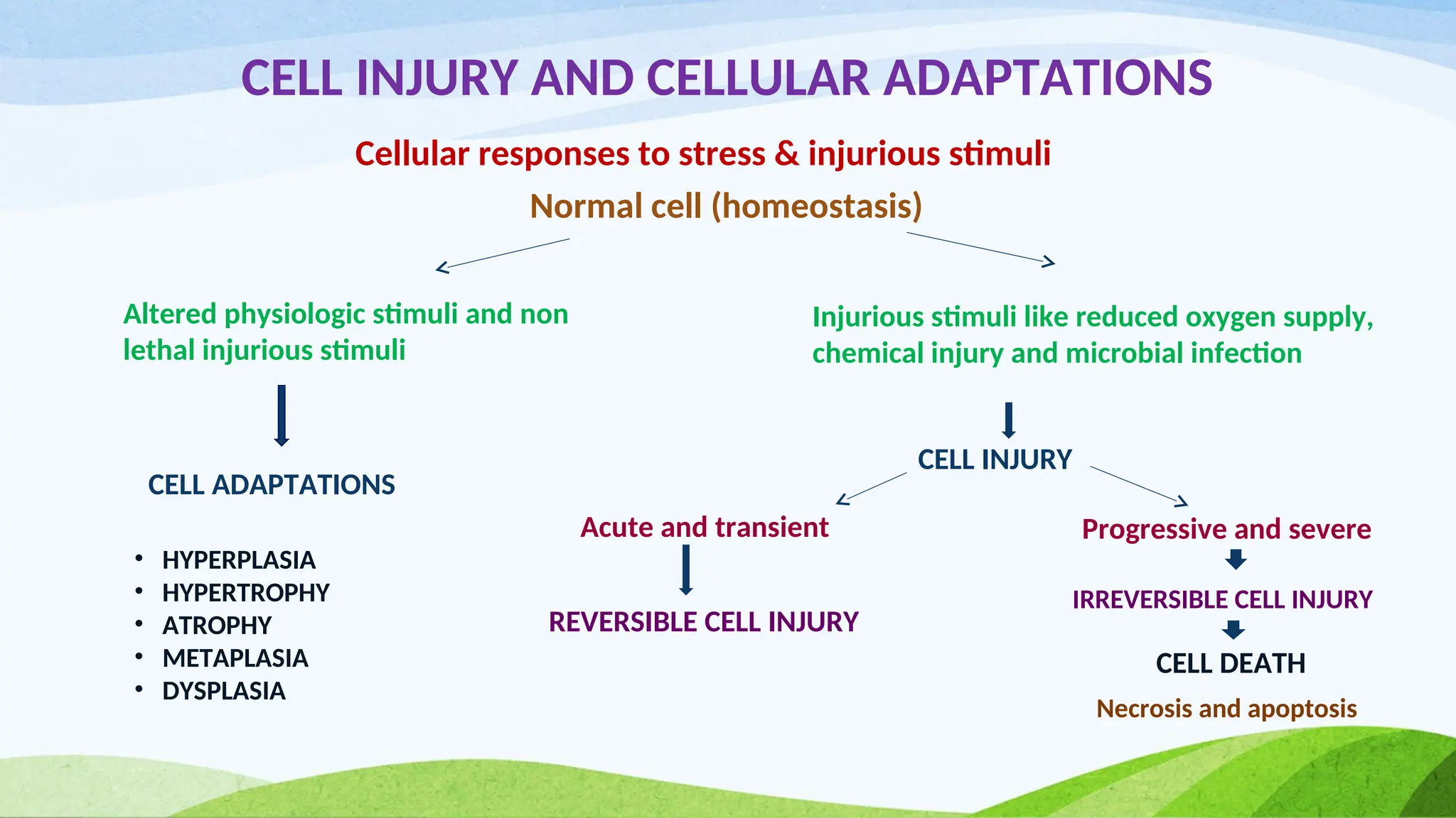 CELL INJURY AND CELLULAR ADAPTATIONS
Cellular responses to stress & injurious stimuli
Normal cell (homeostasis)
Altered physiologic stimuli and non
lethal injurious stimuli
Injurious stimuli like reduced oxygen supply,
chemical injury and microbial infection
CELL ADAPTATIONS
CELL INJURY
Acute and transient Progressive and severe
REVERSIBLE CELL INJURY
IRREVERSIBLE CELL INJURY
CELL DEATH
• HYPERPLASIA
• HYPERTROPHY
• ATROPHY
• METAPLASIA
• DYSPLASIA
Necrosis and apoptosis
 
