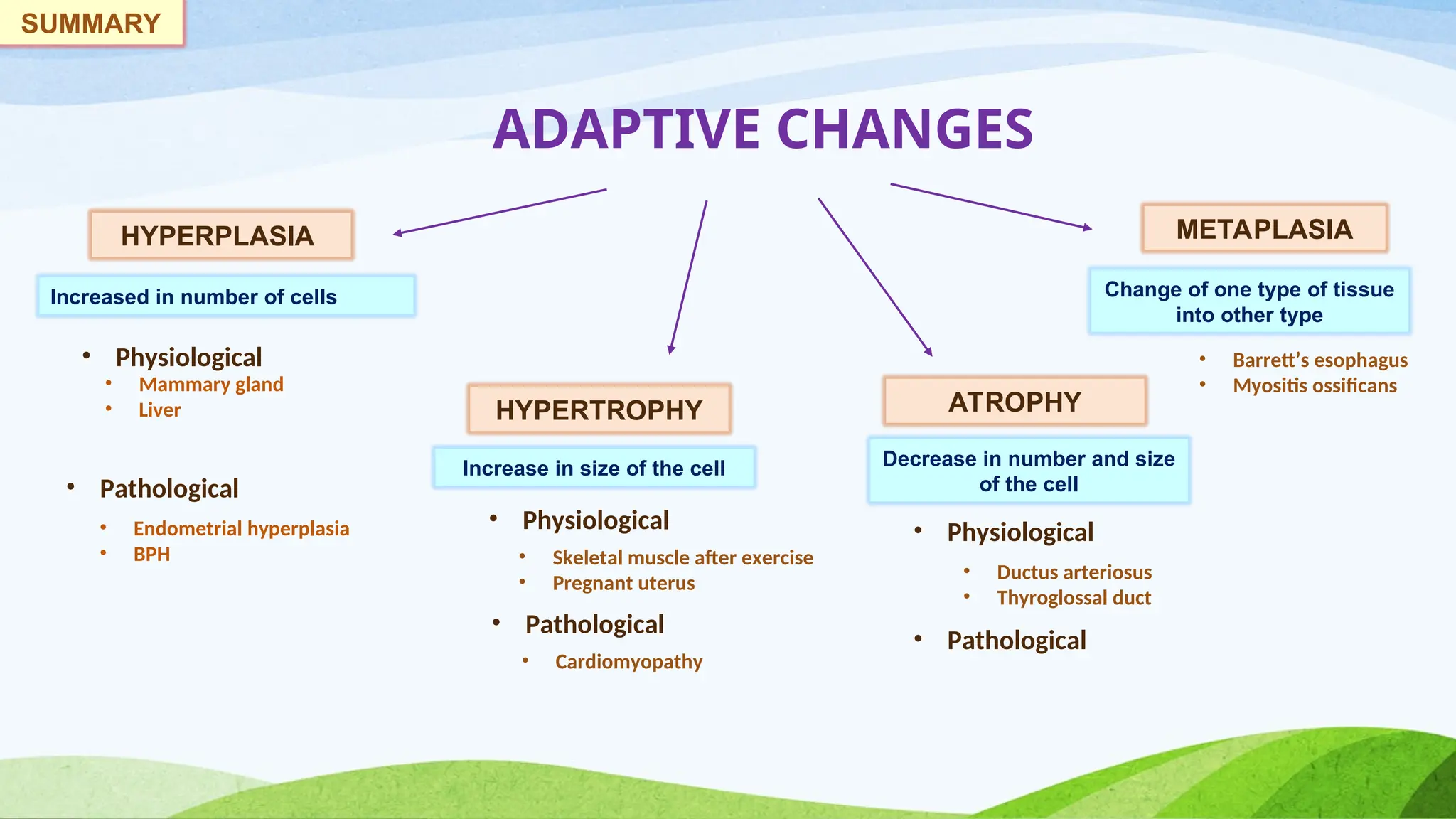 ADAPTIVE CHANGES
HYPERPLASIA
HYPERTROPHY ATROPHY
METAPLASIA
Increased in number of cells
Increase in size of the cell Decrease in number and size
of the cell
Change of one type of tissue
into other type
• Physiological
• Pathological
• Mammary gland
• Liver
• Endometrial hyperplasia
• BPH
• Physiological
• Pathological
• Pathological
• Physiological
• Skeletal muscle after exercise
• Pregnant uterus
• Cardiomyopathy
• Ductus arteriosus
• Thyroglossal duct
• Barrett’s esophagus
• Myositis ossificans
SUMMARY
 