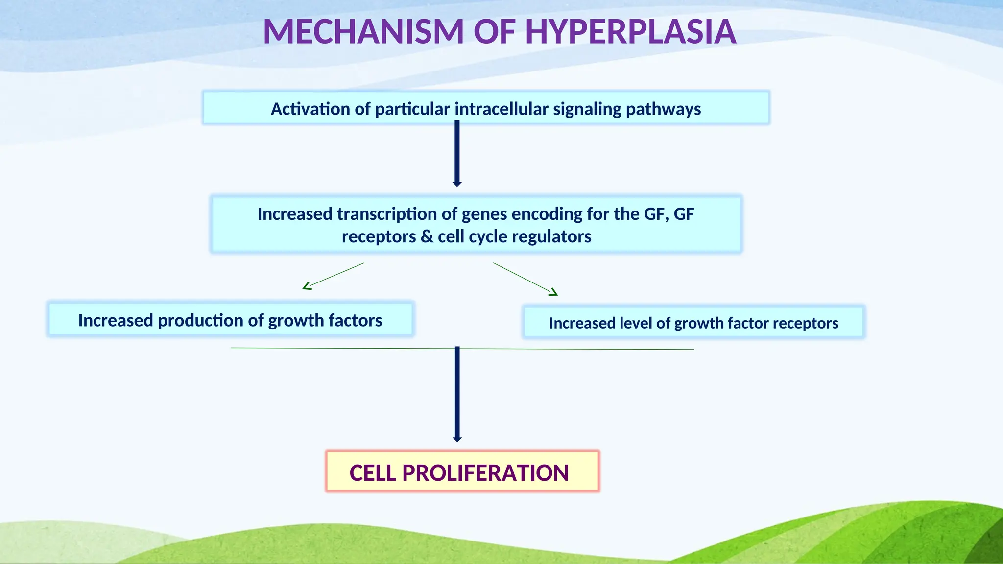 MECHANISM OF HYPERPLASIA
Activation of particular intracellular signaling pathways
Increased transcription of genes encoding for the GF, GF
receptors & cell cycle regulators
Increased production of growth factors Increased level of growth factor receptors
CELL PROLIFERATION
 
