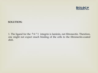 1. The ligand for the 6 1
  integrin is laminin, not fibronectin. Therefore,
one might not expect much binding of the cells to the fibronectin-coated
dish.
SOLUTION:
 