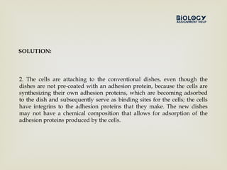 SOLUTION:
2. The cells are attaching to the conventional dishes, even though the
dishes are not pre-coated with an adhesion protein, because the cells are
synthesizing their own adhesion proteins, which are becoming adsorbed
to the dish and subsequently serve as binding sites for the cells; the cells
have integrins to the adhesion proteins that they make. The new dishes
may not have a chemical composition that allows for adsorption of the
adhesion proteins produced by the cells.
 