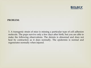 3. A transgenic strain of mice is missing a particular type of cell adhesion
molecule. The pups survive only a few days after birth, but you are able to
make the following observations. The dermis is abnormal and does not
heal by contraction as it does normally. The epidermis is normal and
regenerates normally when injured.
PROBLEM:
 