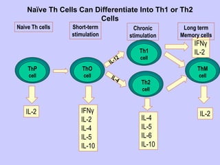 Naïve Th Cells Can Differentiate Into Th1 or Th2
Cells
ThP
cell
ThO
cell
Th1
cell
Th2
cell
ThM
cell
IL-2 IFNγ
IL-2
IL-4
IL-5
IL-10
IL-4
IL-5
IL-6
IL-10
IL-2
IFNγ
IL-2
Naive Th cells Short-term
stimulation
Chronic
stimulation
Long term
Memory cells
 