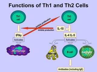 Functions of Th1 and Th2 Cells
Th1
cell
Th2
cell
Macrophage B cell
IFNγ
Activates
IL-4 IL-5
IL-10
Activates
Inhibits production
Mast cell
Eosinophil
Antibodies (including IgE)
 