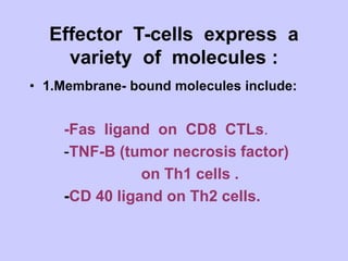 Effector T-cells express a
variety of molecules :
• 1.Membrane- bound molecules include:
-Fas ligand on CD8 CTLs.
-TNF-B (tumor necrosis factor)
on Th1 cells .
-CD 40 ligand on Th2 cells.
 