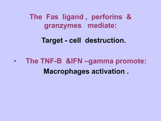 The Fas ligand , perforins &
granzymes mediate:
Target - cell destruction.
• The TNF-B &IFN –gamma promote:
Macrophages activation .
 