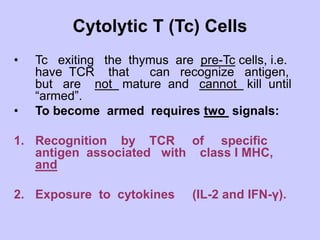 Cytolytic T (Tc) Cells
• Tc exiting the thymus are pre-Tc cells, i.e.
have TCR that can recognize antigen,
but are not mature and cannot kill until
“armed”.
• To become armed requires two signals:
1. Recognition by TCR of specific
antigen associated with class I MHC,
and
2. Exposure to cytokines (IL-2 and IFN-γ).
 