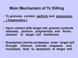 Main Mechanism of Tc Killing
• Tc granules contain perforin and granzymes.
( fragmentins )
• Upon contact with target cell, granule contents
released, perforin polymerizes and forms
channel in target cell membrane.
• Granzymes (serine proteases) enter target cell
through channel, activate caspases and
nucleases, lead to apoptosis of target cell.
 