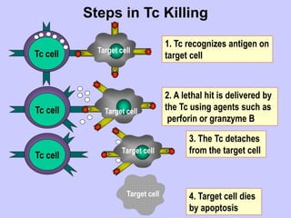 Steps in Tc Killing
Tc cell
1. Tc recognizes antigen on
target cell
Target cell
Tc cell
2. A lethal hit is delivered by
the Tc using agents such as
perforin or granzyme B
Target cell
Tc cell
3. The Tc detaches
from the target cell
Target cell
4. Target cell dies
by apoptosis
Target cell
 