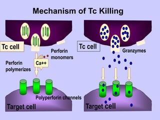 Mechanism of Tc Killing
Tc cell
Ca++
Perforin
monomers
Perforin
polymerizes
Polyperforin channels
Tc cell
Target cell
Granzymes
Target cell
 
