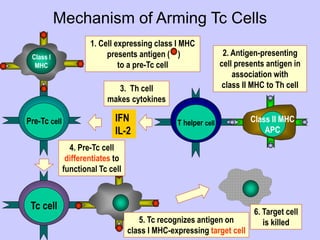 Mechanism of Arming Tc Cells
Pre-Tc cell
Tc cell
T helper cell
Class I
MHC
Class II MHC
APC
1. Cell expressing class I MHC
presents antigen ( )
to a pre-Tc cell
IFN
IL-2
2. Antigen-presenting
cell presents antigen in
association with
class II MHC to Th cell
3. Th cell
makes cytokines
4. Pre-Tc cell
differentiates to
functional Tc cell
5. Tc recognizes antigen on
class I MHC-expressing target cell
6. Target cell
is killed
 