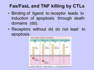 Fas/FasL and TNF killing by CTLs
• Binding of ligand to receptor leads to
induction of apoptosis through death
domains (dd).
• Receptors without dd do not lead to
apoptosis.
 